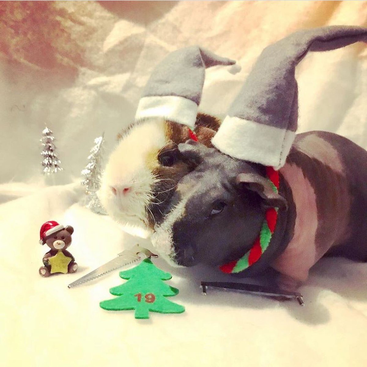 SwaggyZippy's tweet photo. 19 eme jours pour nos petits lutins de noël . Dans moins d’une semaine c’est Noël 🎄 #lutin #lutins #lutindenoël #lutinsdupèrenoël #elf #christmas #christmaself #santaself #19 #19days #guineapig #cochondinde https://t.co/a0HTjZbC6w