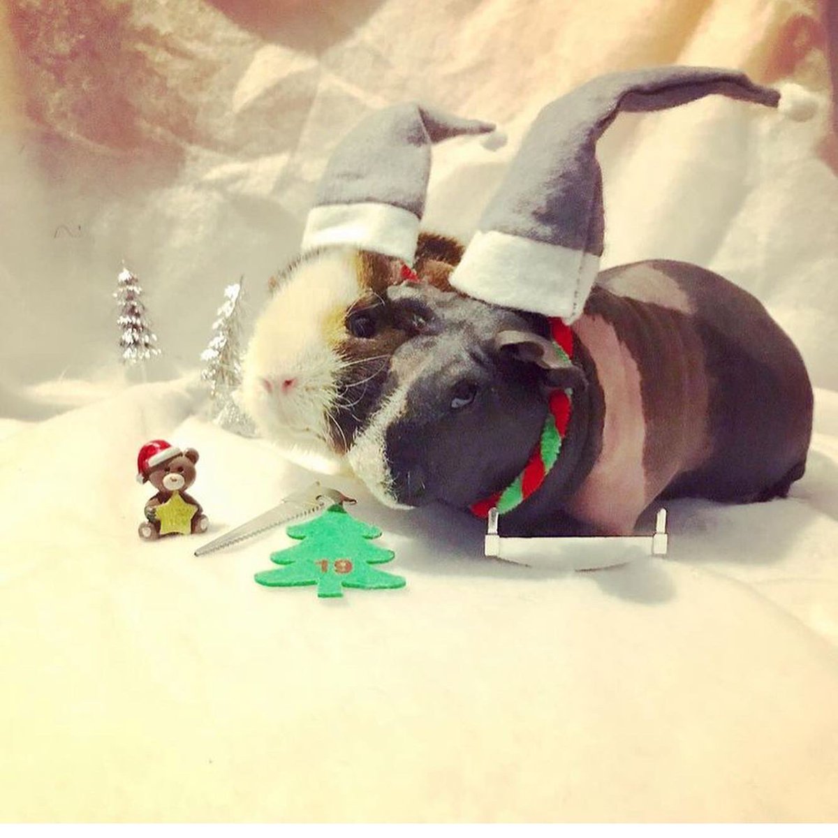 SwaggyZippy's tweet photo. 19 eme jours pour nos petits lutins de noël . Dans moins d’une semaine c’est Noël 🎄 #lutin #lutins #lutindenoël #lutinsdupèrenoël #elf #christmas #christmaself #santaself #19 #19days #guineapig #cochondinde https://t.co/a0HTjZbC6w