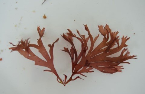 PPoliaqua's tweet photo. Durante el proyecto, además de la U. rigida, también intentamos cultivar otras especies, como el alga roja G. foliifera, pero produjo un rendimiento mucho menor que la U. rigida y finalmente tuvimos que descartarla 😒 https://t.co/ItJc3VRkHK
