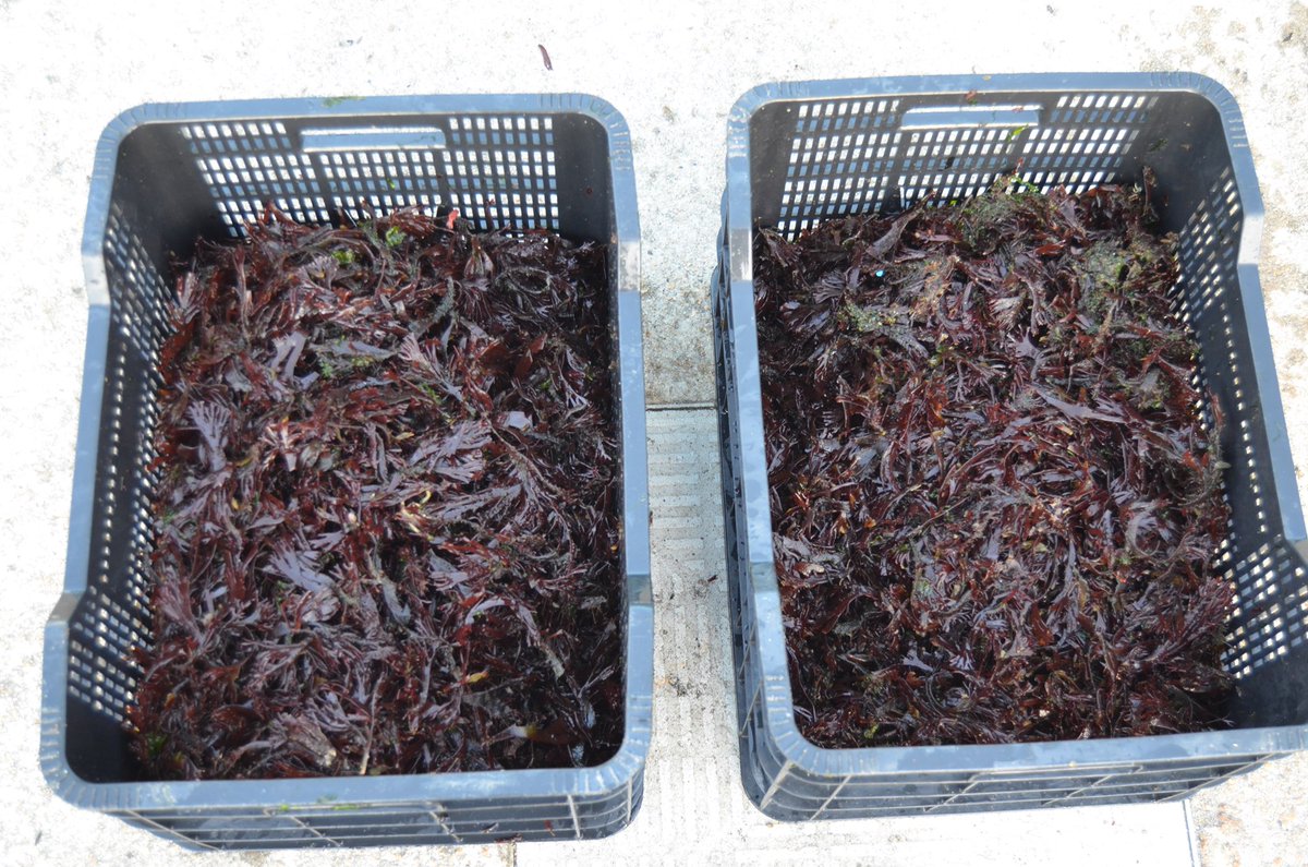 PPoliaqua's tweet photo. Durante el proyecto, además de la U. rigida, también intentamos cultivar otras especies, como el alga roja G. foliifera, pero produjo un rendimiento mucho menor que la U. rigida y finalmente tuvimos que descartarla 😒 https://t.co/ItJc3VRkHK