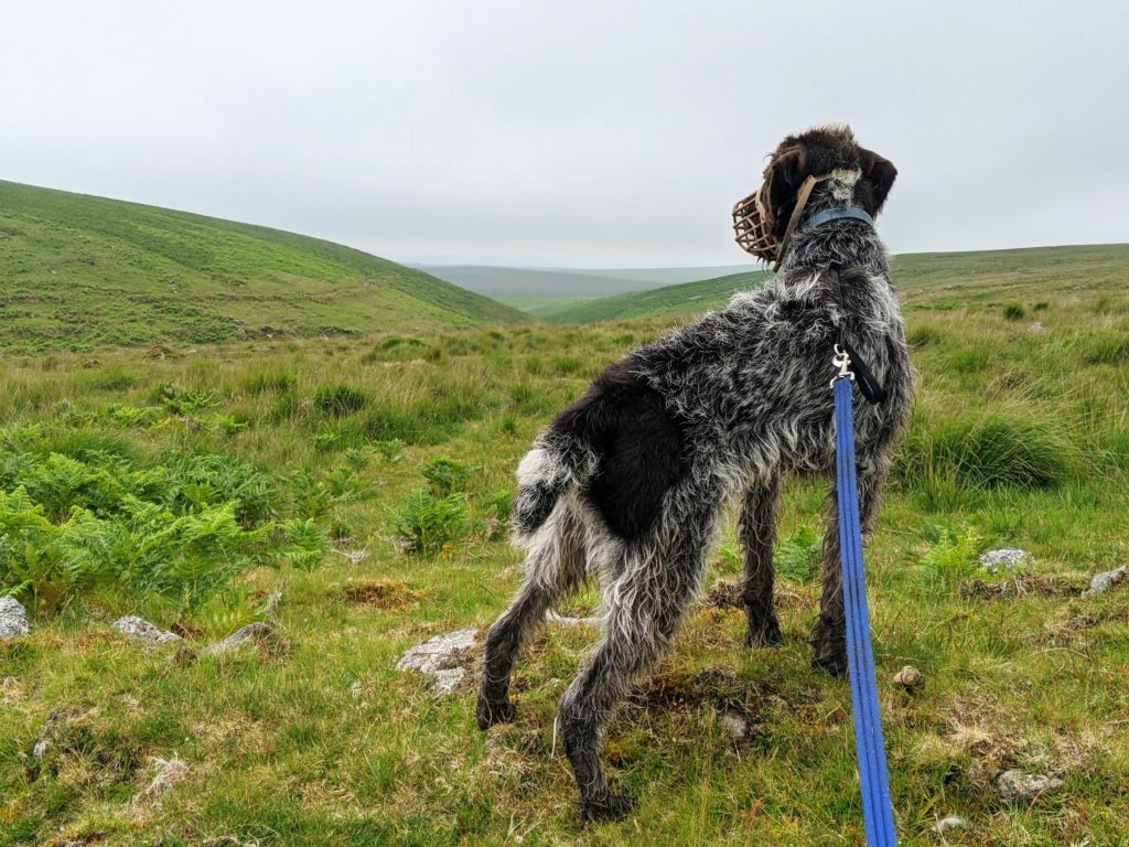 AdoptionsUk's tweet photo. Please retweet to help Toby find a home #PLYMOUTH #DEVON🇬🇧

German Pointer aged 3, wants to live outdoors and gradually move inside a rural home, needs large garden, adult active home, please share to help?❤️👇

https://t.co/xTWYF4dXK5

#dogs #animals #pets #UK  #Saturday https://t.co/7BwYnLgduV