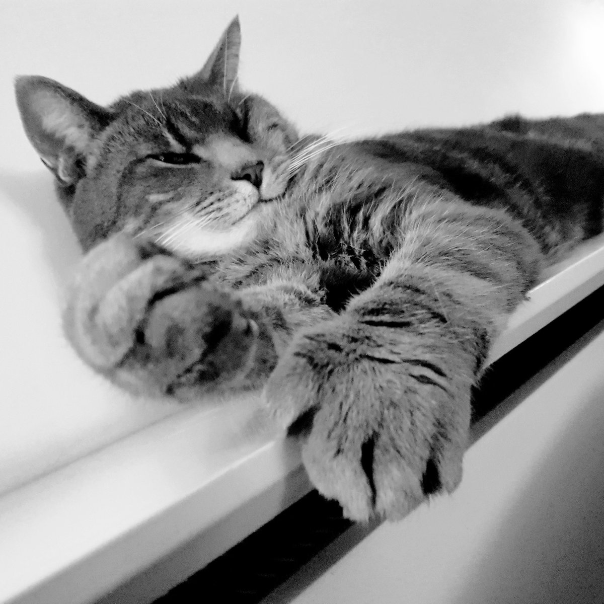 InnerVoice74's tweet photo. Happy #Caturday from the big grey one in our home. #CatsOfTwitter #biggreyone #beast #thosefeet #squidy #cuddles #softie https://t.co/wEubx5FBon