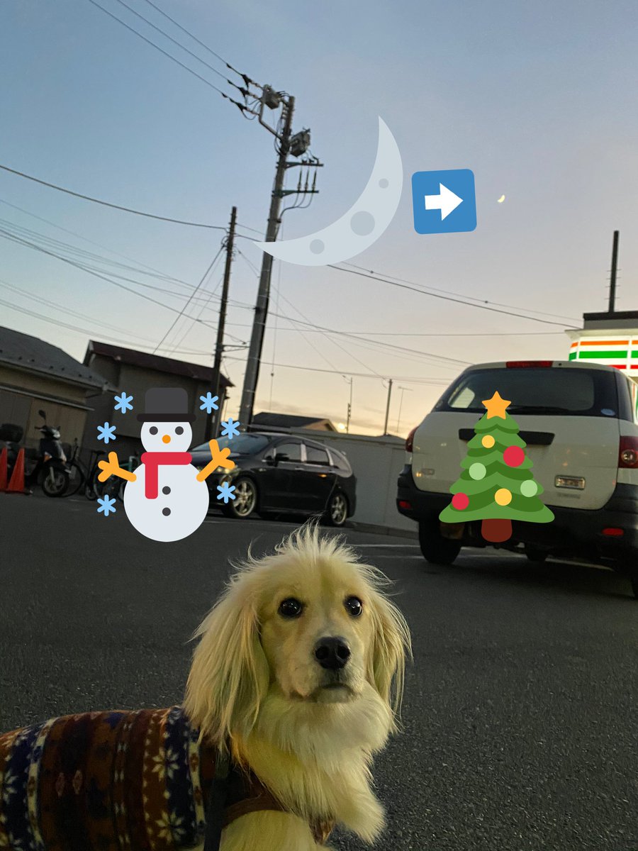 散歩嫌い犬 散歩嫌い犬