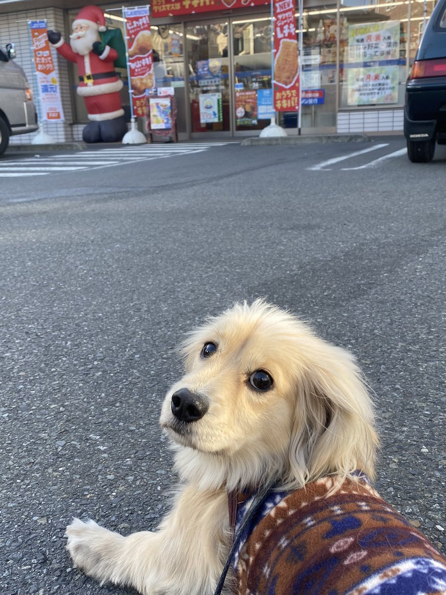 散歩嫌い犬 散歩嫌い犬
