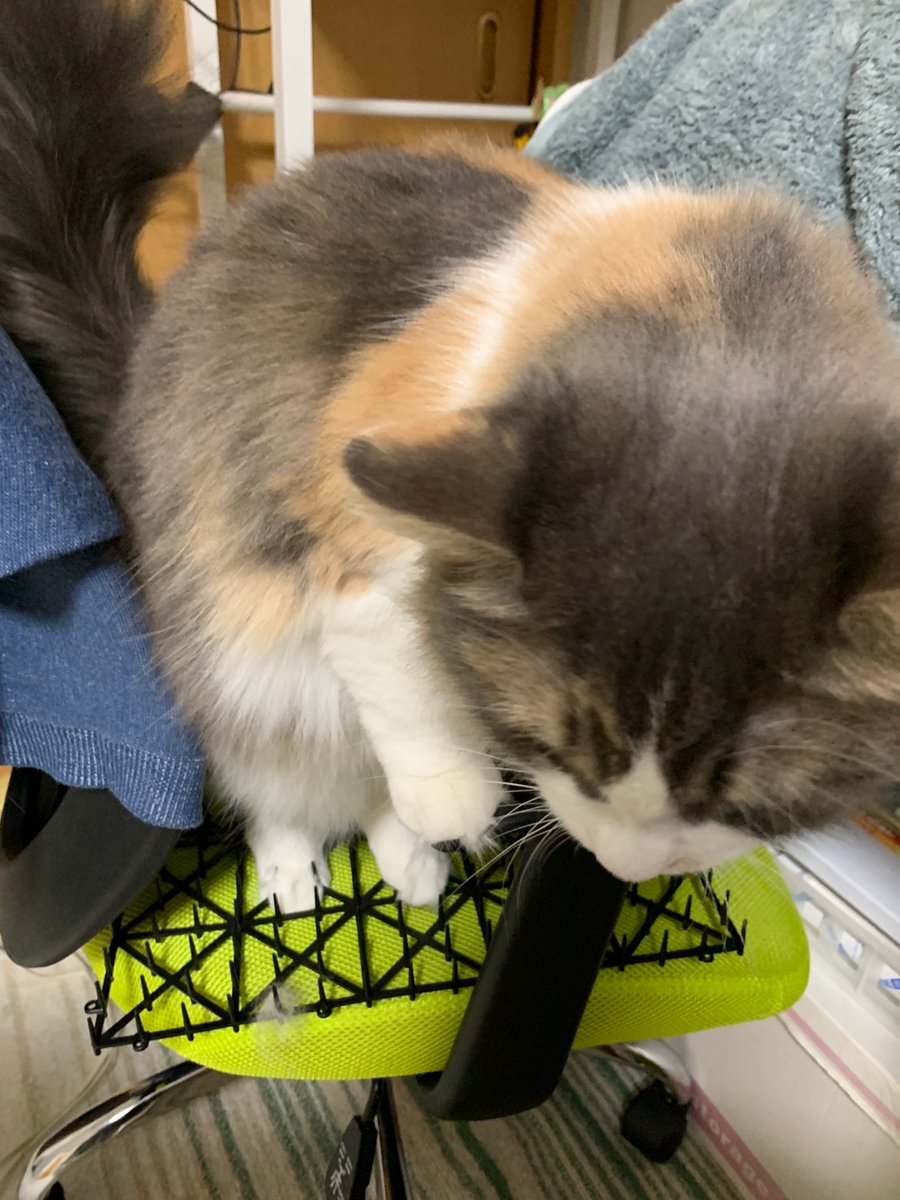 猫避け 猫避け