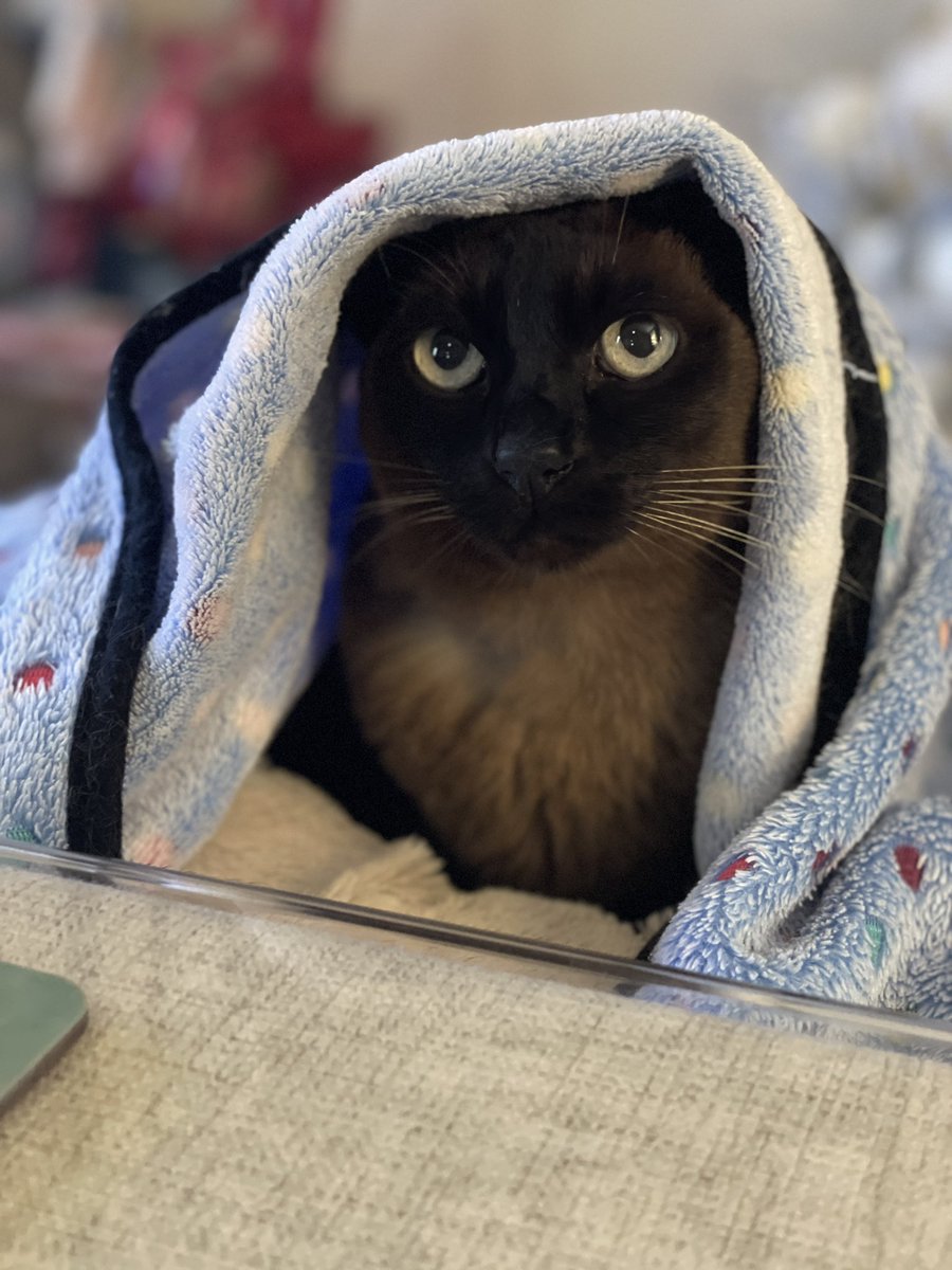 RemineArt's tweet photo. Straight out of a nativity scene, Prada-Puss is 14 today! 
Kidneys still in tact &amp; looking fab for a retiree. 
Happy Birthday! 🎉😻😽🎊
#cat #cats #PradaPuss

Named after the movie not the handbag! https://t.co/ADRgaF80ET