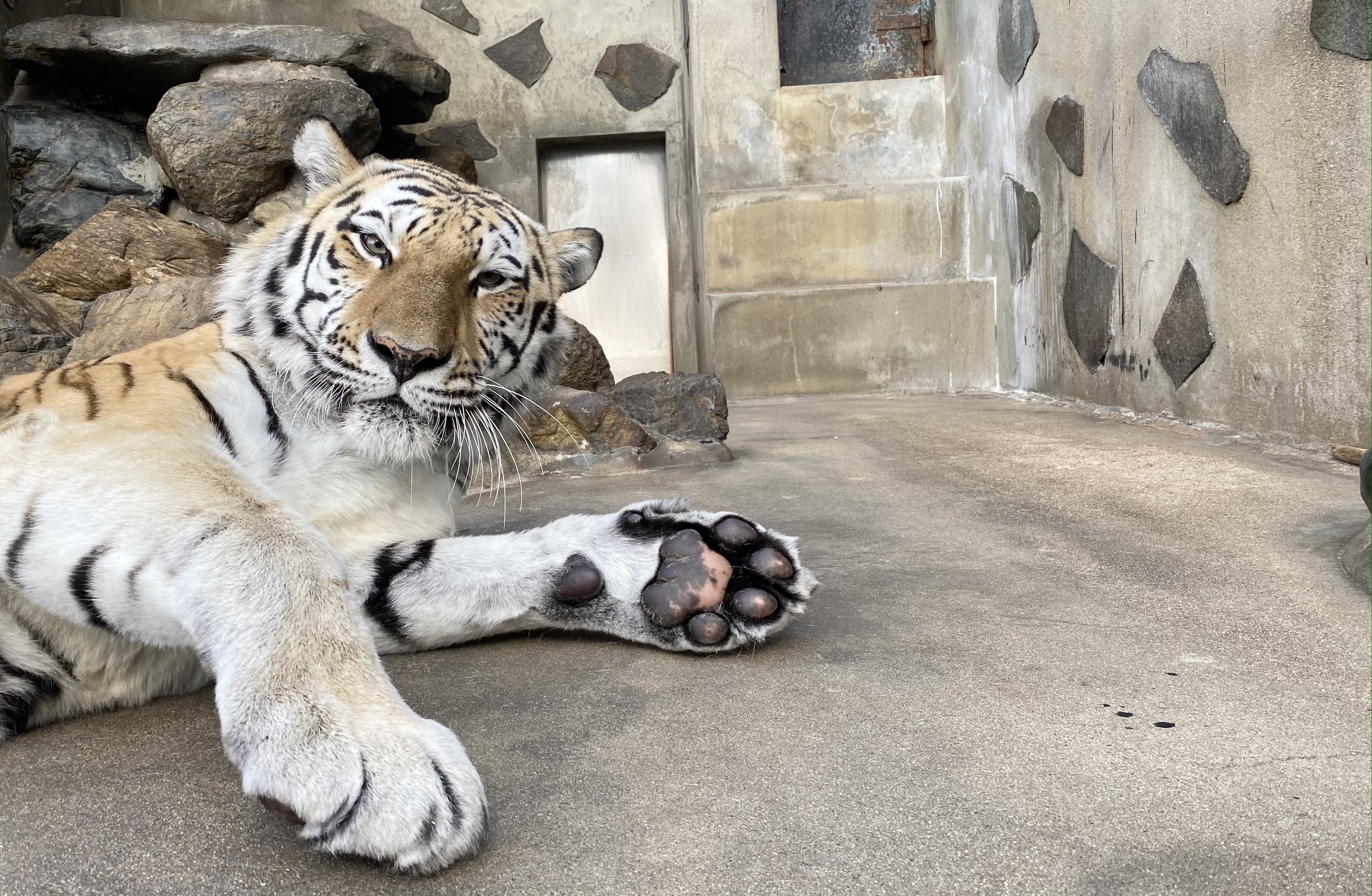 周南市徳山動物園 公式 ミルルの肉球 掌球 しょうきゅう 手のひらの真ん中にある大きめの肉球 半分ピンク色タイプ 手触り不明 徳山動物園 アムールトラ 肉球 手 T Co 8ul5bjcgkf Twitter