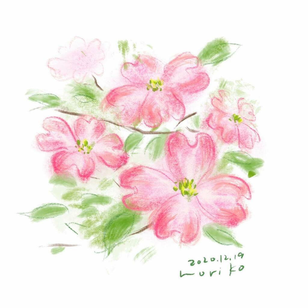 のりこ Flowering Dogwood ハナミズキ 花水木 花 Flowers Tree Floweringdogwood Cornusflorida Akane Art イラスト Illustration 1219 Drawing Art Painting Procreate 一日一絵 Onesktchaday Onedrawingaday 365drawings
