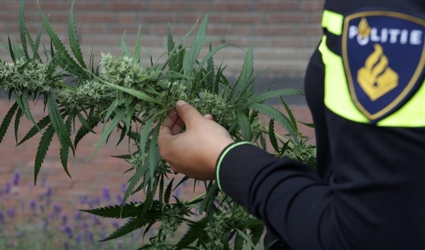 Bredanaar (33) aangehouden na vondst hennepstekkerij in Zevenbergen - ..