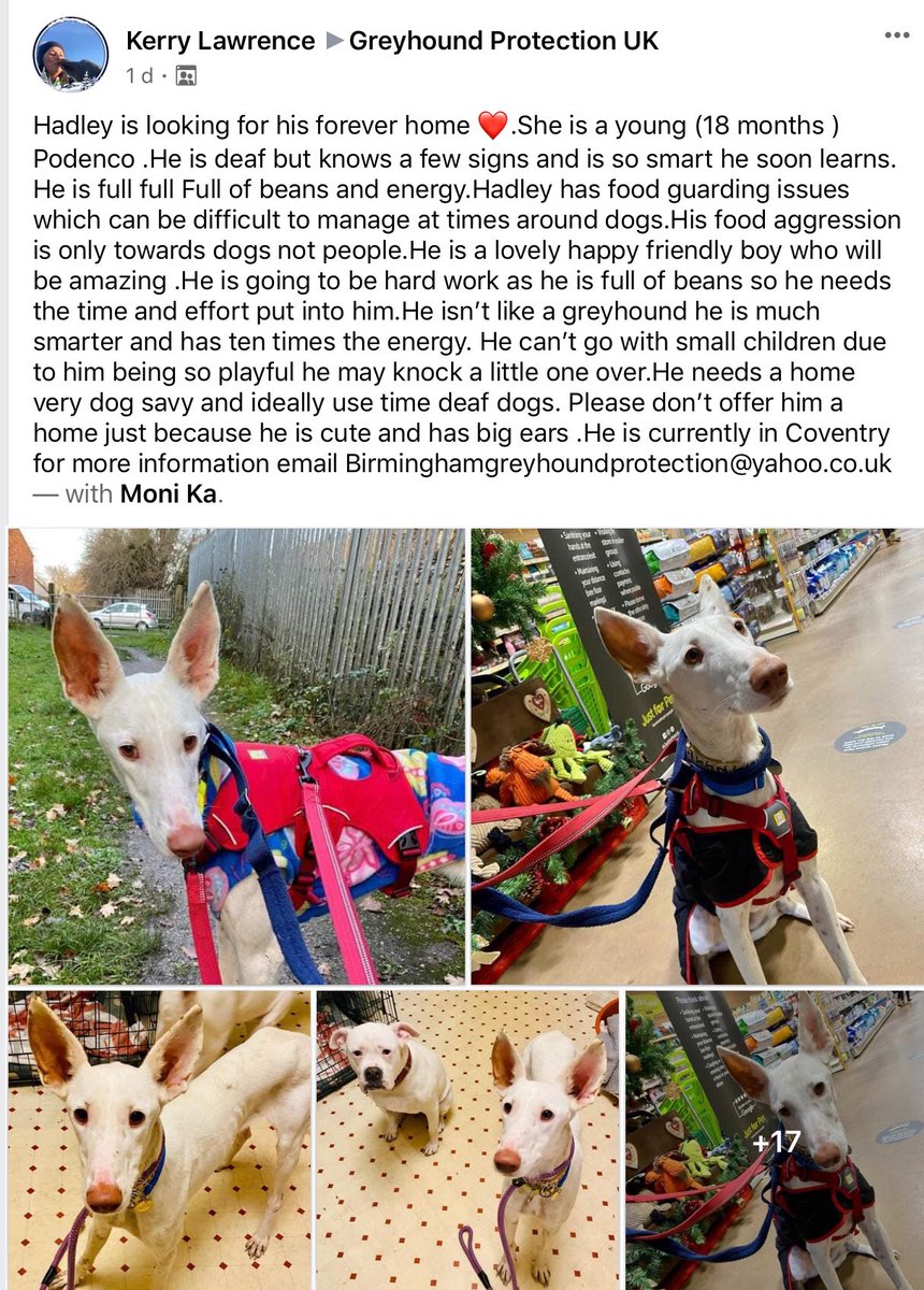 The Deaf Dog Network tweet media