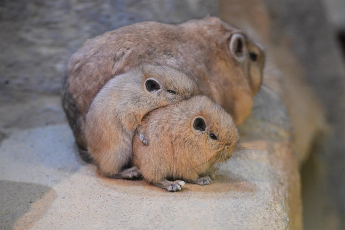 「グンディ」の親子で温まる姿が最高にかわいい！