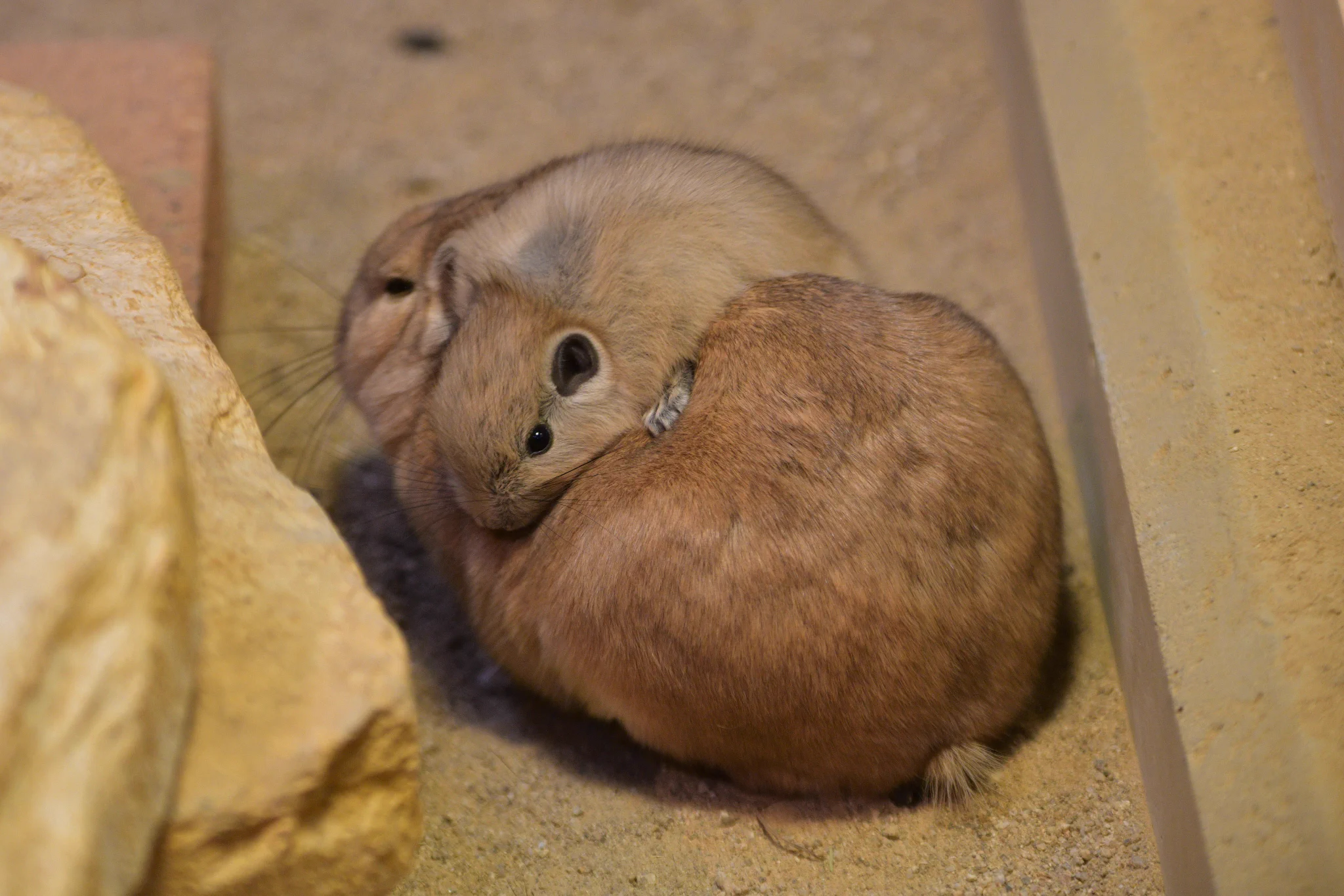 「グンディ」の親子で温まる姿が最高にかわいい！