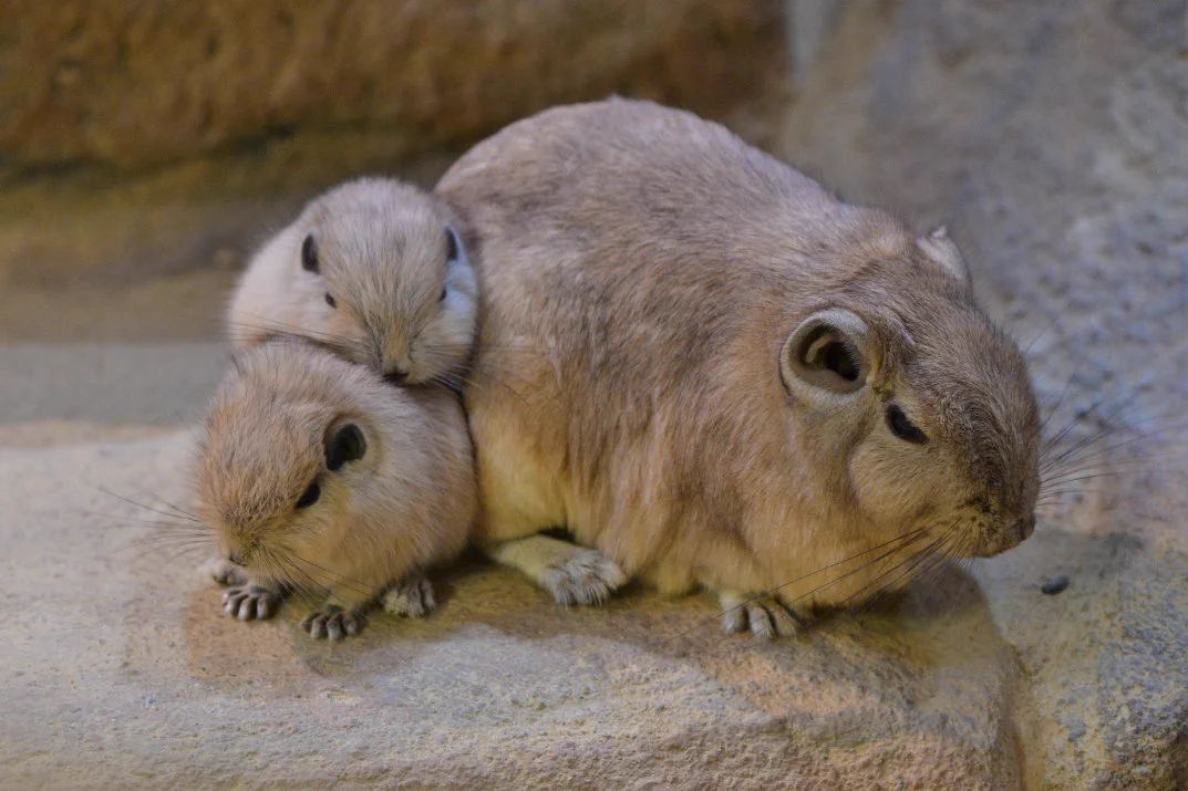 「グンディ」の親子で温まる姿が最高にかわいい！