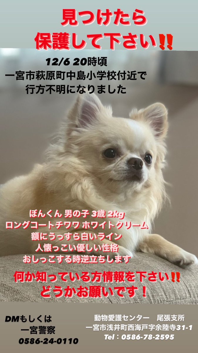 いくみ 迷子犬 チワワ ちわわ 保護して下さい ぼんくん 行方不明犬 一宮市 稲沢市 12 6から行方不明です目撃情報が少なすぎる為捜索が困難になっています何か情報ありませんか 一宮市近郊でチワワが1人で歩いていた 似た子が連れられていた 保護し