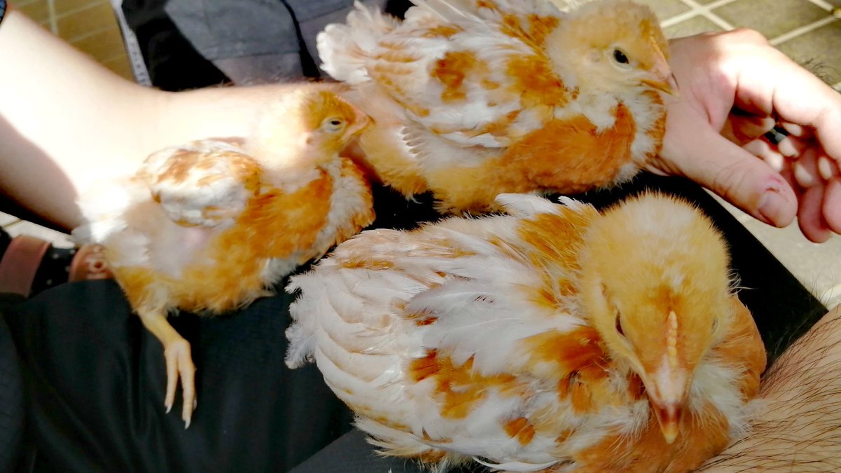SOLARISH1's tweet photo. 【ニワトリ飼育日記　12日目】
家族のひざの上でひなたぼっことお昼ねをはじめました。
They took a nap on my family's lap.
#chickens #ニワトリ　#ひよこ
#chickenpets https://t.co/wzcSIF35xg