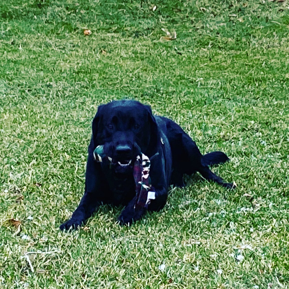 Who’s a good boy?? Haber <a href="/BrownDeerWIPD/">Brown Deer PD</a> is after a successful track during this morning’s training. If you’re hiding behind a tree, he’s going to find you!!