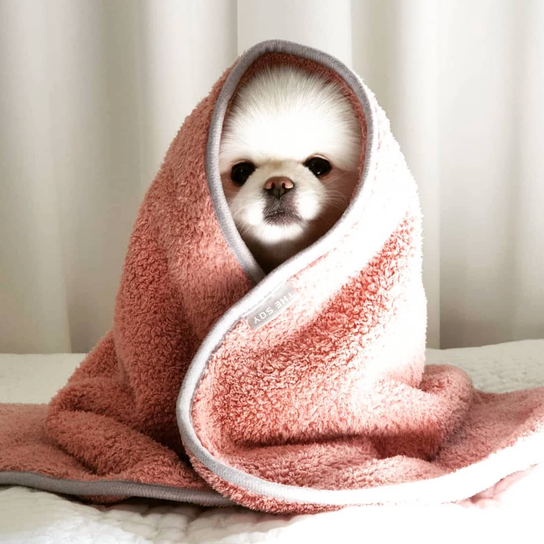 splootsy's tweet photo. Baby it's cold outside...
Sale on Warm Pet Fleeces - from £4.99 - link in pic 
Follow @splootsy 
📷 @mynameis_mango
#splootsy #pomeranianlife #justpomeranians #pomeranianclub #pomeranianpuppies #pomeranianww #pomeranianbaby #pomeranianofinsta #pomeranianloverpost #pomeranianmania https://t.co/ruM096Ia06