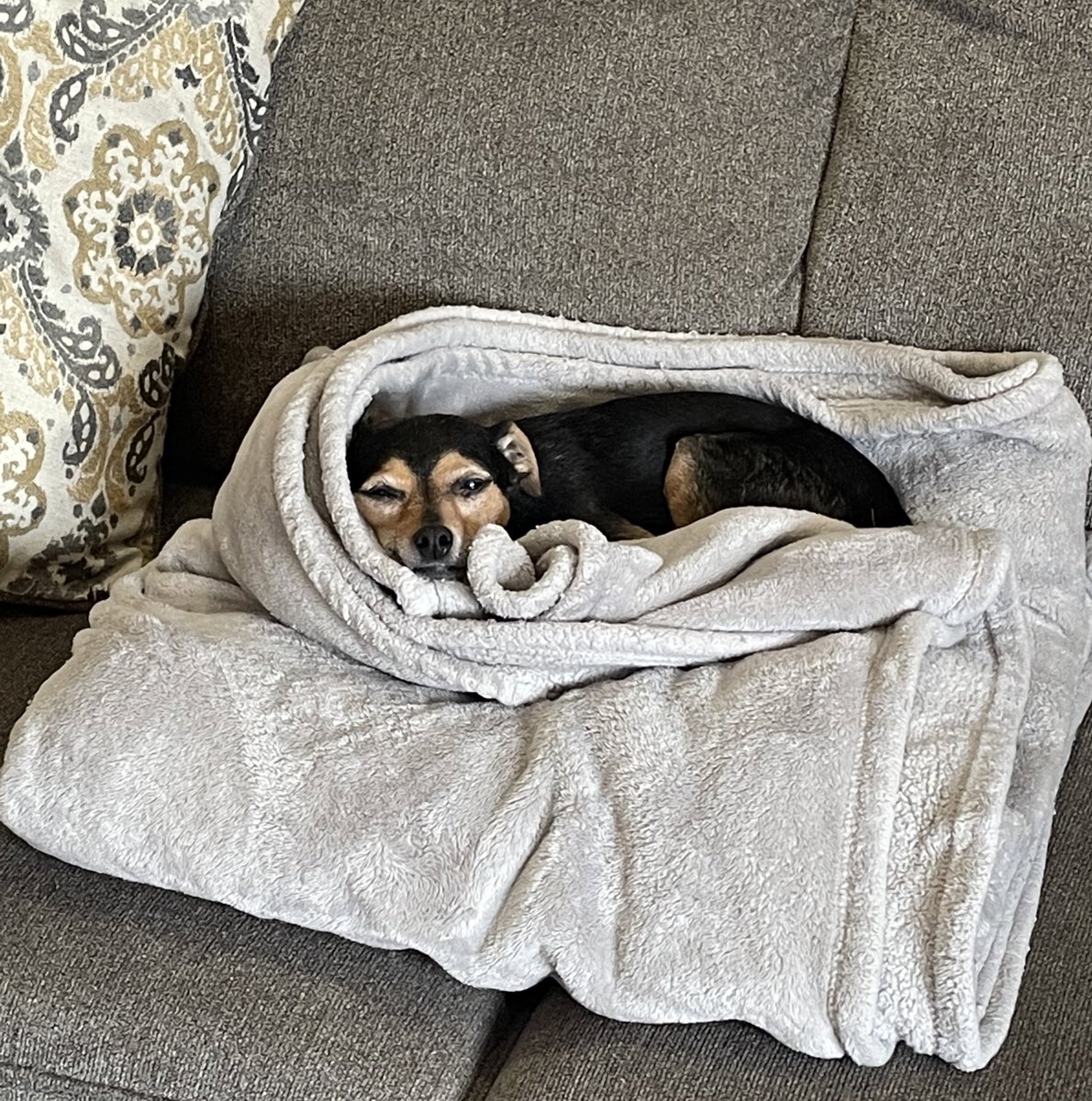 SherlockBuddy's tweet photo. Saturday plans...
#SaturdayMorning #dogsoftwitter #dogs #ilovemydog #adoptsontshop #bekind https://t.co/z17rahIxgf