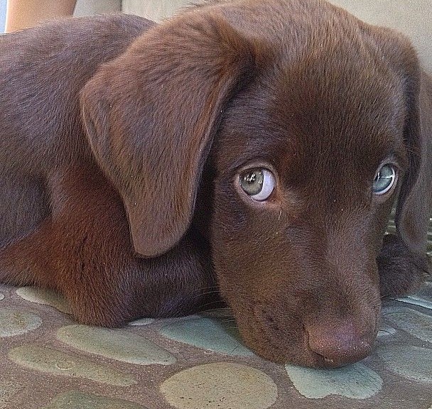 Dean Winchester/Jensen Ackles as puppies. The thread.