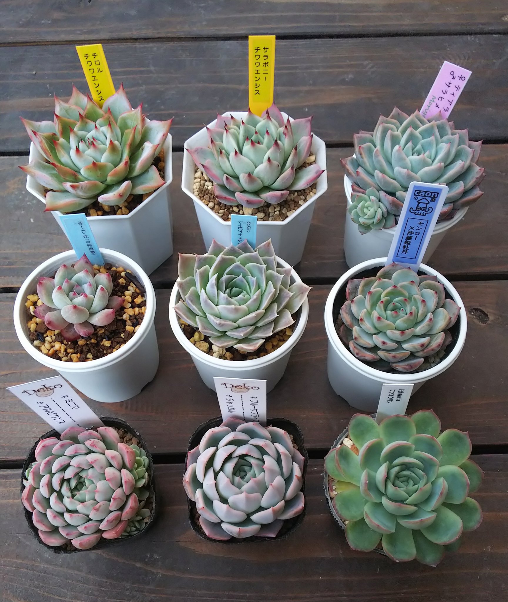 岡山多肉 Twitter Search Twitter