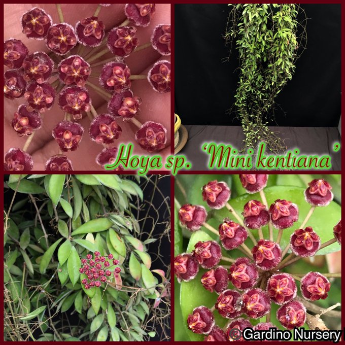 Watch Hoya Plants's leaked NSFW photo on TwXstars