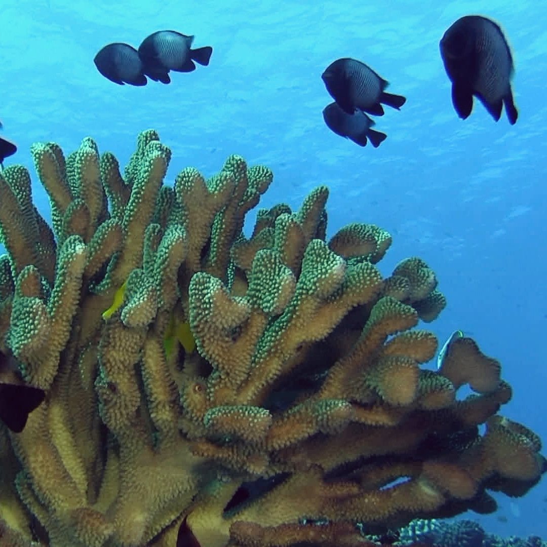 DarkHobby's tweet image. Did you know? - Coral reefs help to improve the quality of the surrounding water. They do this by filtering out things floating in the ocean, which leads to cleaner water. This is why they need protecting.

#saveourcoralreef #coralreefprotection #coralreefpreservation