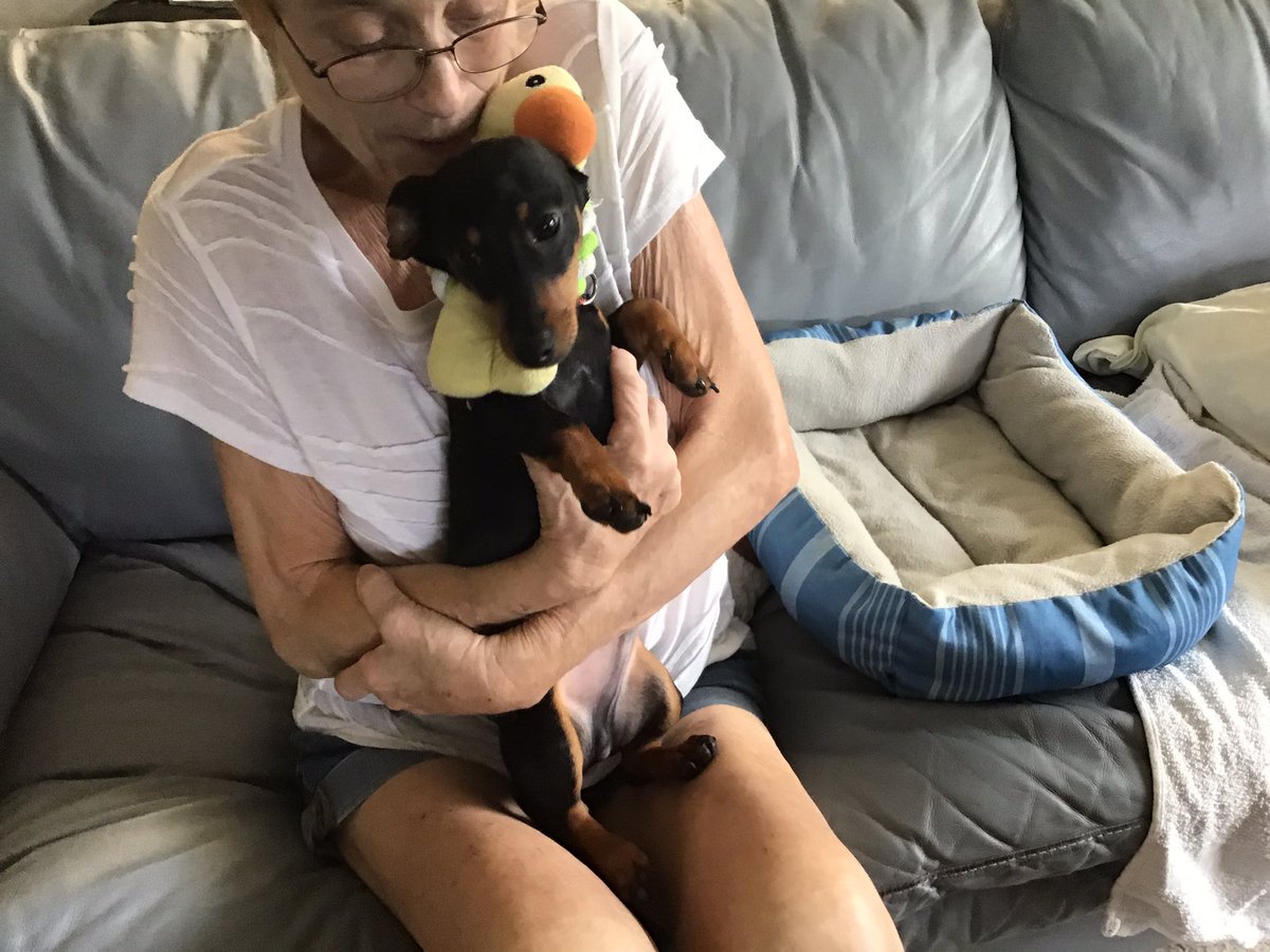 This is Gizmo, the new member to my family. I call him Gizzy and he a Mini Dachshund. I have had him for three months and he is now 7 months old .
