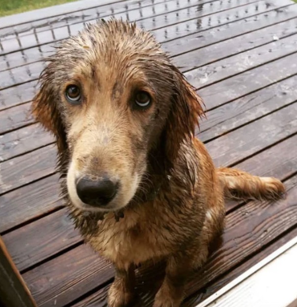 Dean Winchester/Jensen Ackles as puppies. The thread.