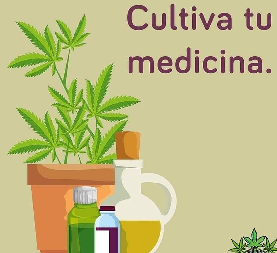 aceiteesencia's tweet image. Lo que ofrece la tierra/naturaleza nunca debe de estar prohibido CANNABIS LEGAL YA
 #recetasaceitesesenciales #chef #chefmaster #masterchef #cocina #recetasdecocina #masterchefjunior #masterchefcelebrity
#terapiasnaturales #terapiasnepeta #bienestarysalud #saludable #relax