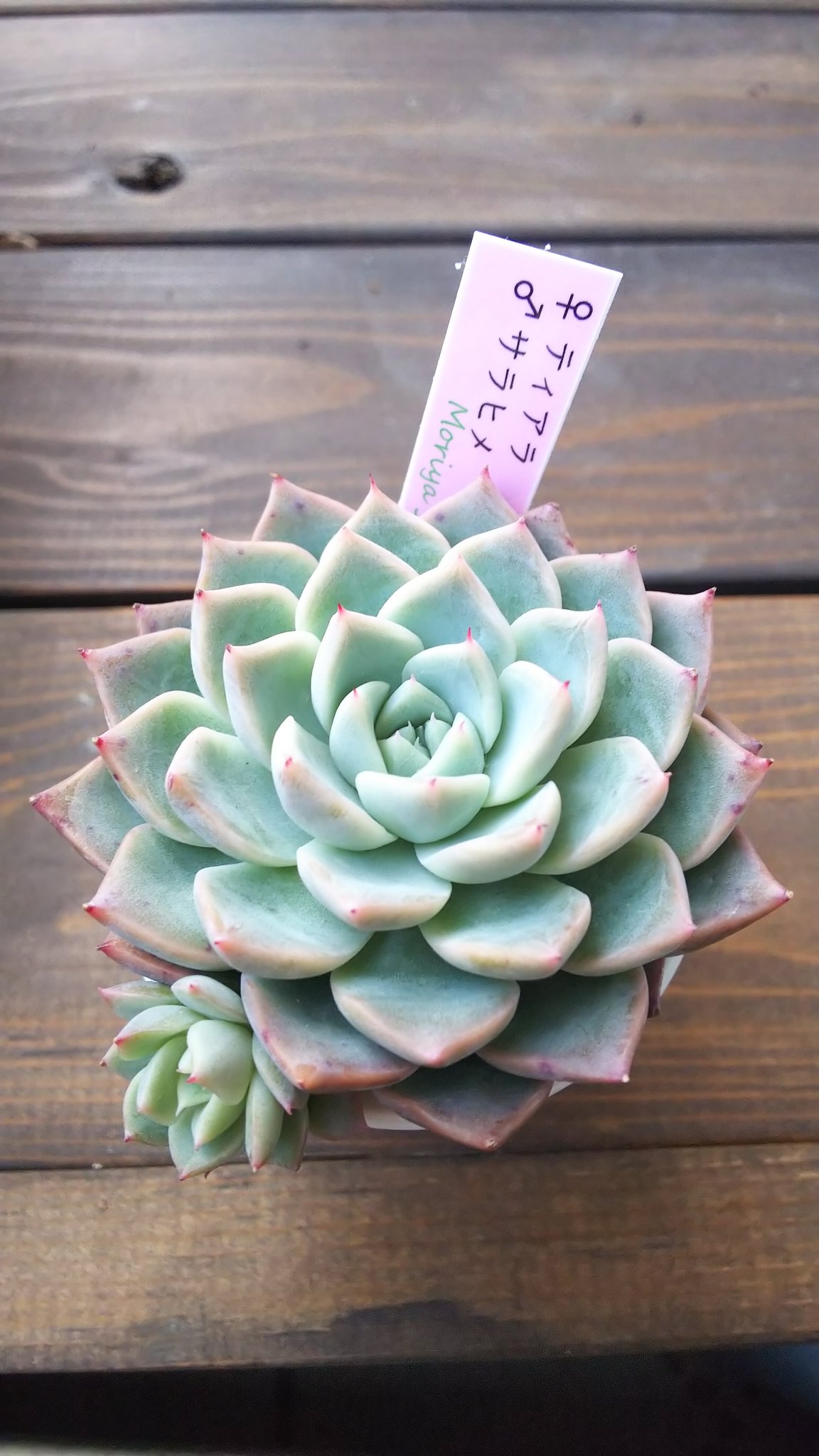 岡山多肉 Twitter Search Twitter