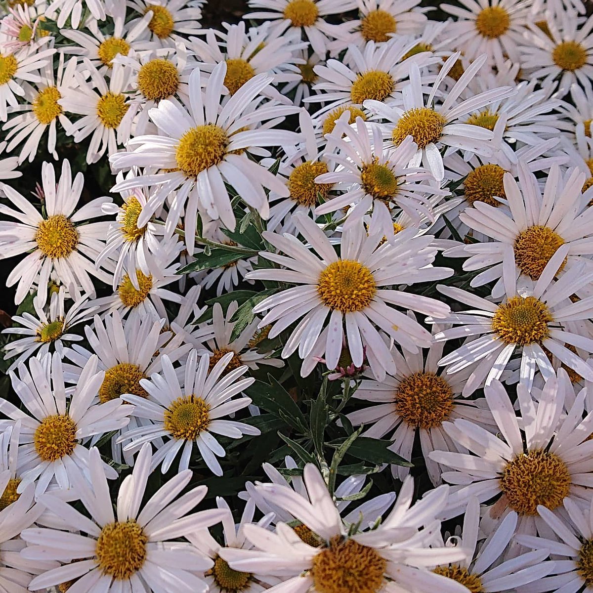 Garin インスタupしました 11月中旬に撮った マーガレットのような 白いキク 菊 キク 菊 白い花 庭の花 花壇の花 花の写真 花が好き Flower Flowers フラワー 花 T Co 9l94maszfc T Co J641rmoej2