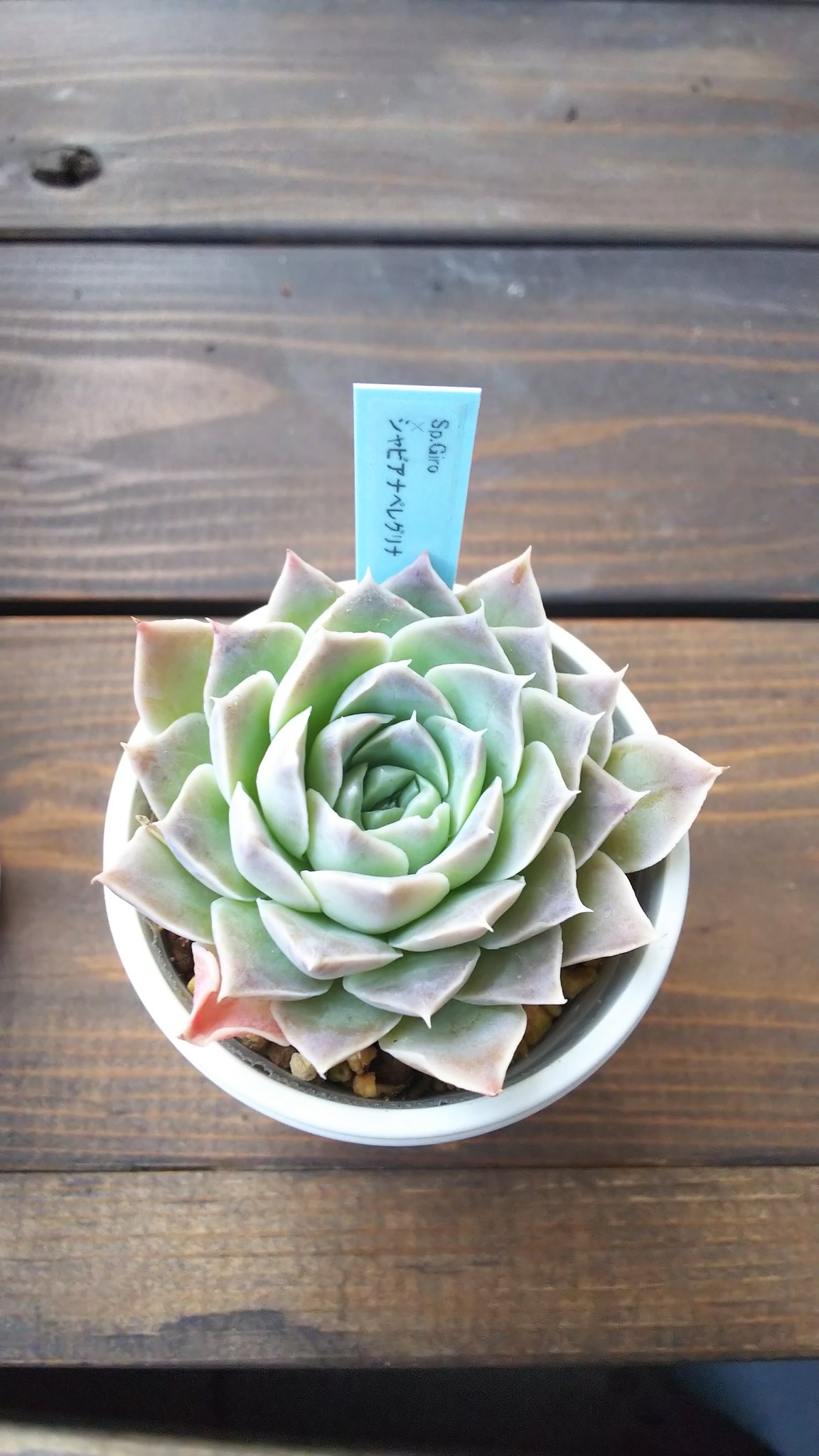 岡山多肉 Twitter Search Twitter