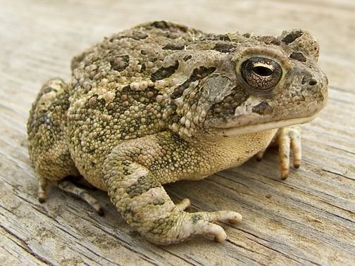 scrappintoad's tweet image. With 4WD technology and a smart hybrid power-train, toads can master any terrain from mountain trails to smart city streets. Visit your local dealer today. #ToadRover