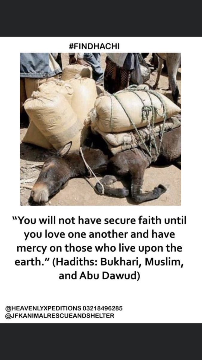 sanajamaltasnim's tweet photo. Kindly retweet for the voiceless @TheMahiraKhan @Maheenkhanpk @cher https://t.co/S7clBFeo7h