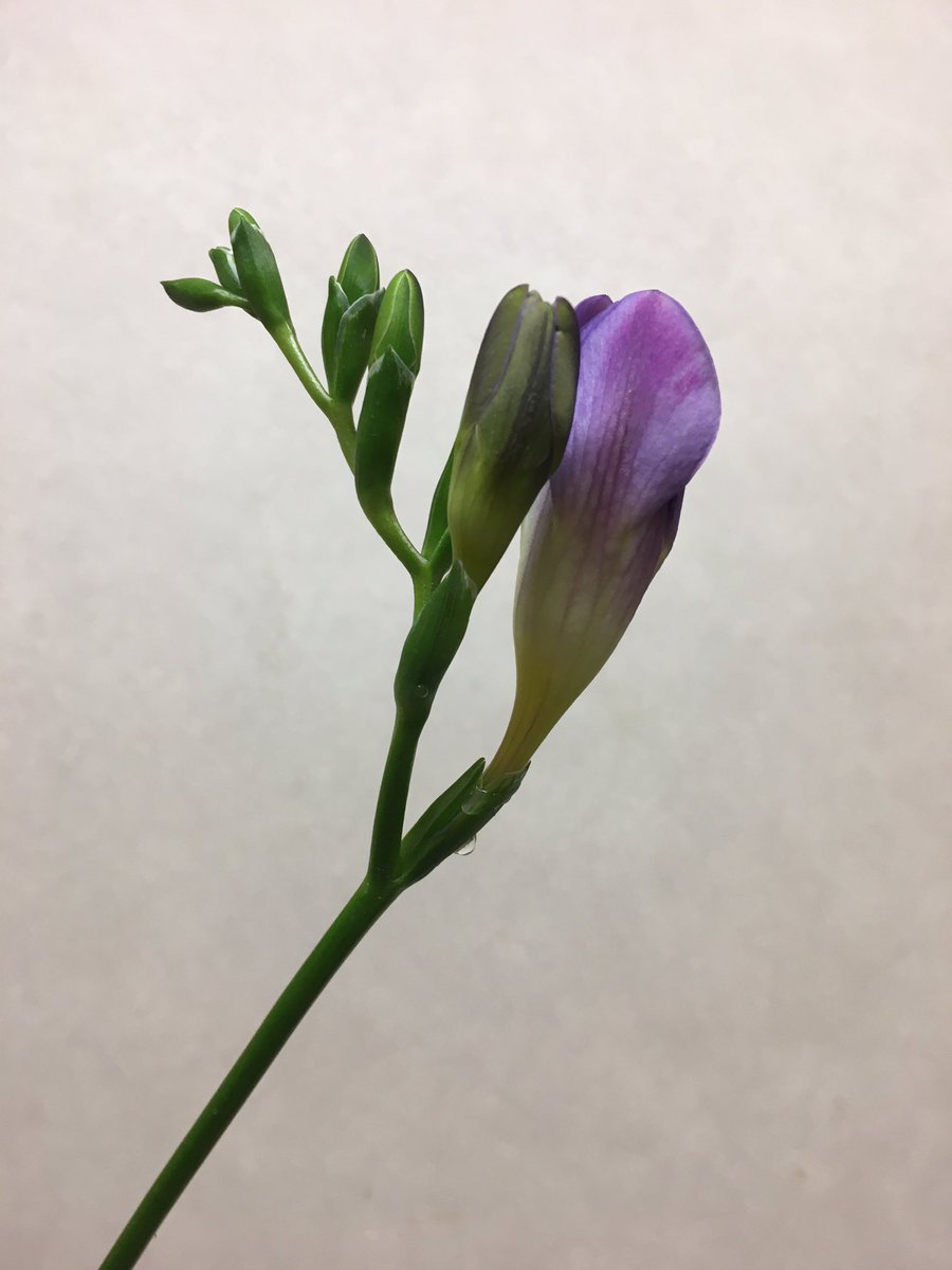 瑠璃 今日のイイハナ フリージア 花言葉 紫 あこがれ 初めましてのお花です お花屋さんは一足先に 春 ですが これから益々寒くなるので皆様ご自愛下さい 私の 世界に一つだけの花 Smap ハナノヒ イクハナ