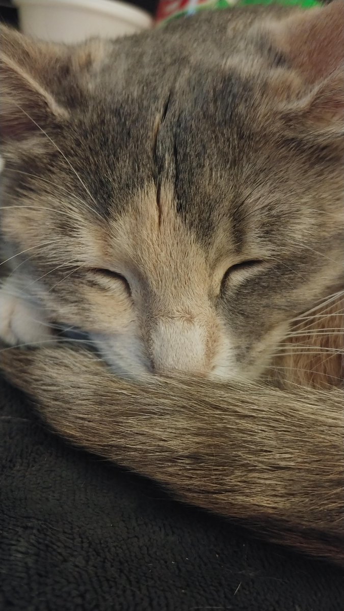 DAC_atHome's tweet photo. Zzz https://t.co/Il6yGohHIG https://t.co/Ao282H5iJO