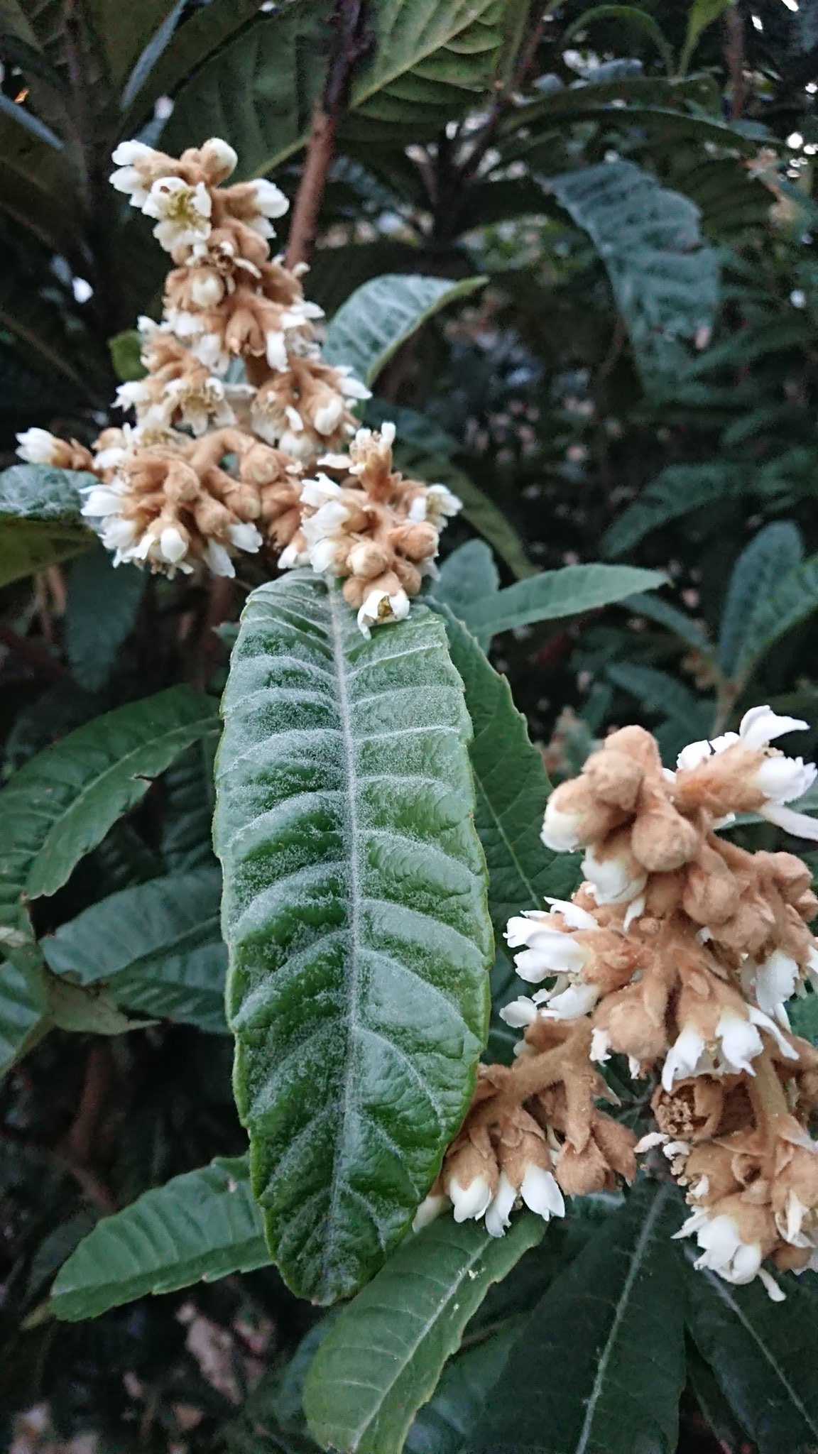 Chiko びわの花って今頃咲くのね 冬の花なのね 目立たないけれど 良く見たら 産毛に包まれて暖かそうで可愛 いの マスクを通しても優しい芳香が してくるの このトシになって 今日初めて 知った そしてなるほどな って花言葉 びわの花 ビワ