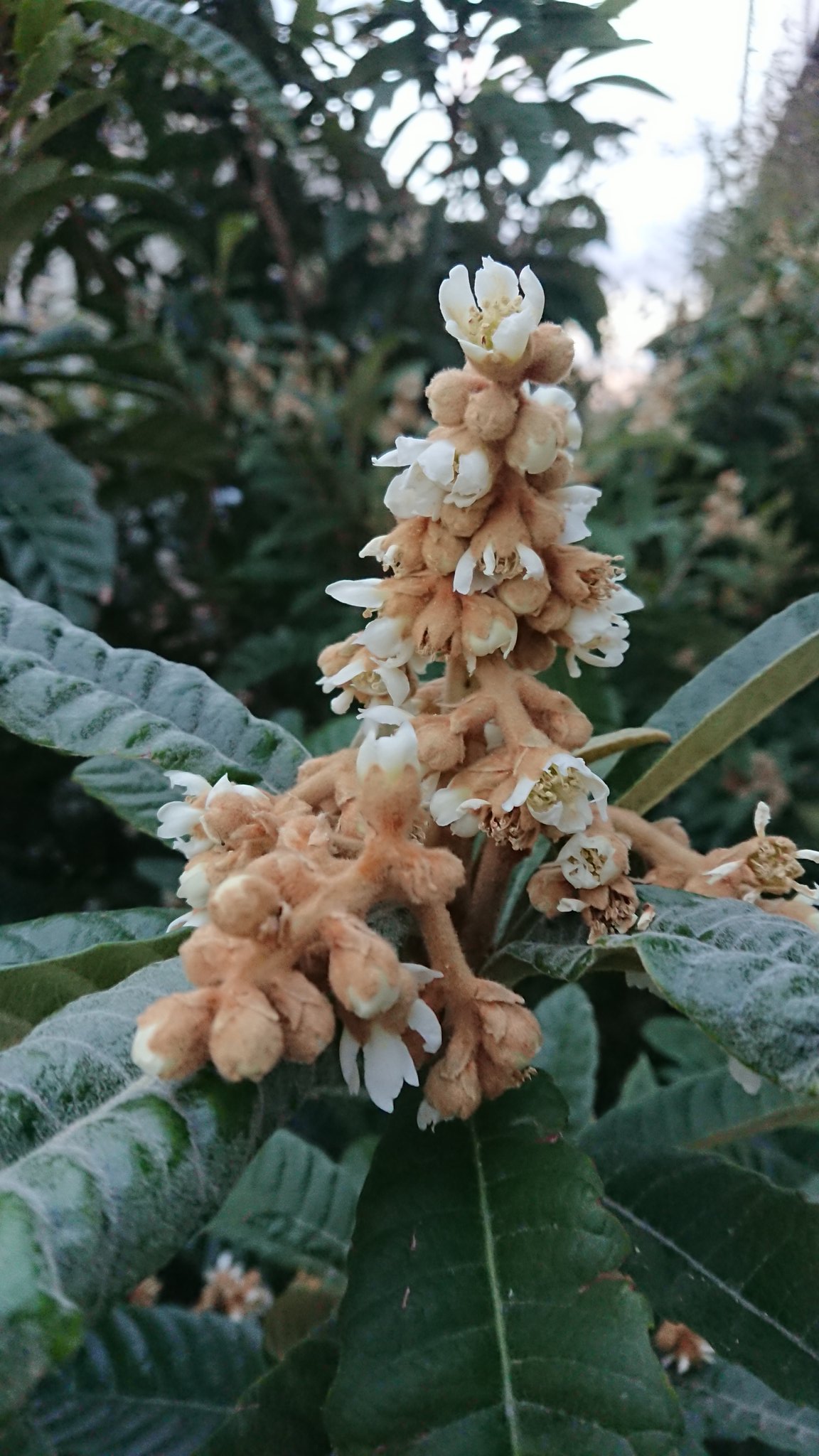 Chiko びわの花って今頃咲くのね 冬の花なのね 目立たないけれど 良く見たら 産毛に包まれて暖かそうで可愛 いの マスクを通しても優しい芳香が してくるの このトシになって 今日初めて 知った そしてなるほどな って花言葉 びわの花 ビワ Chiko びわの花って今頃咲くのね 冬の花なのね 目立たないけれど 良く見たら 産毛に包まれて暖かそうで可愛 いの マスクを通しても優しい芳香が してくるの このトシになって 今日初めて 知った そしてなるほどな って花言葉 びわの花 ビワ