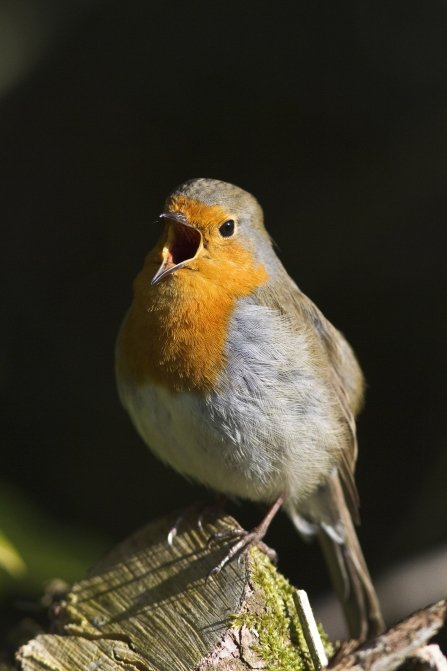 Other traditions have the robin as the bringer of fire; on Guernsey there was none until it was brought across the channel on his wing. To the Bretons the robin not only brought fire but also spoke latin.