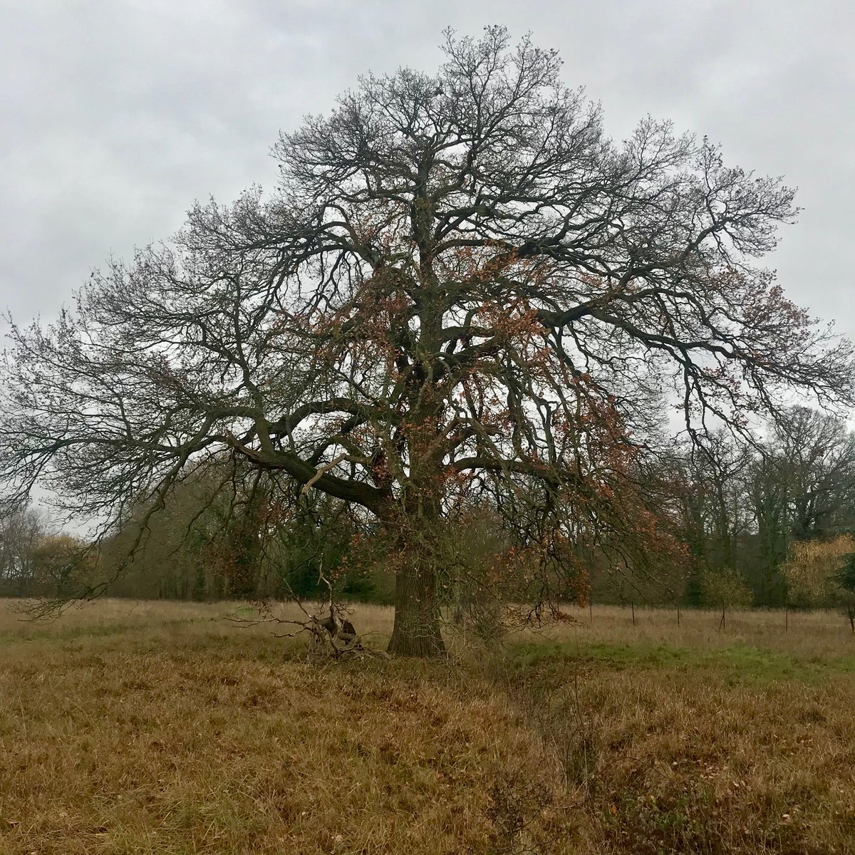 |NAISSANCE D’UNE FORET|

1ere visite guidée, ce matin, du Bois Saint-Martin, 280 hectares de forêt et de prairie aux confins des 93/94/77 et tout juste achetés par l’Agence des Espaces verts d’IDF.
Ouverture progressive d’ici l’été 2021...
🌳👉Plus d’infos bientôt sur <a href="/EYParis/">Enlarge your Paris</a>
