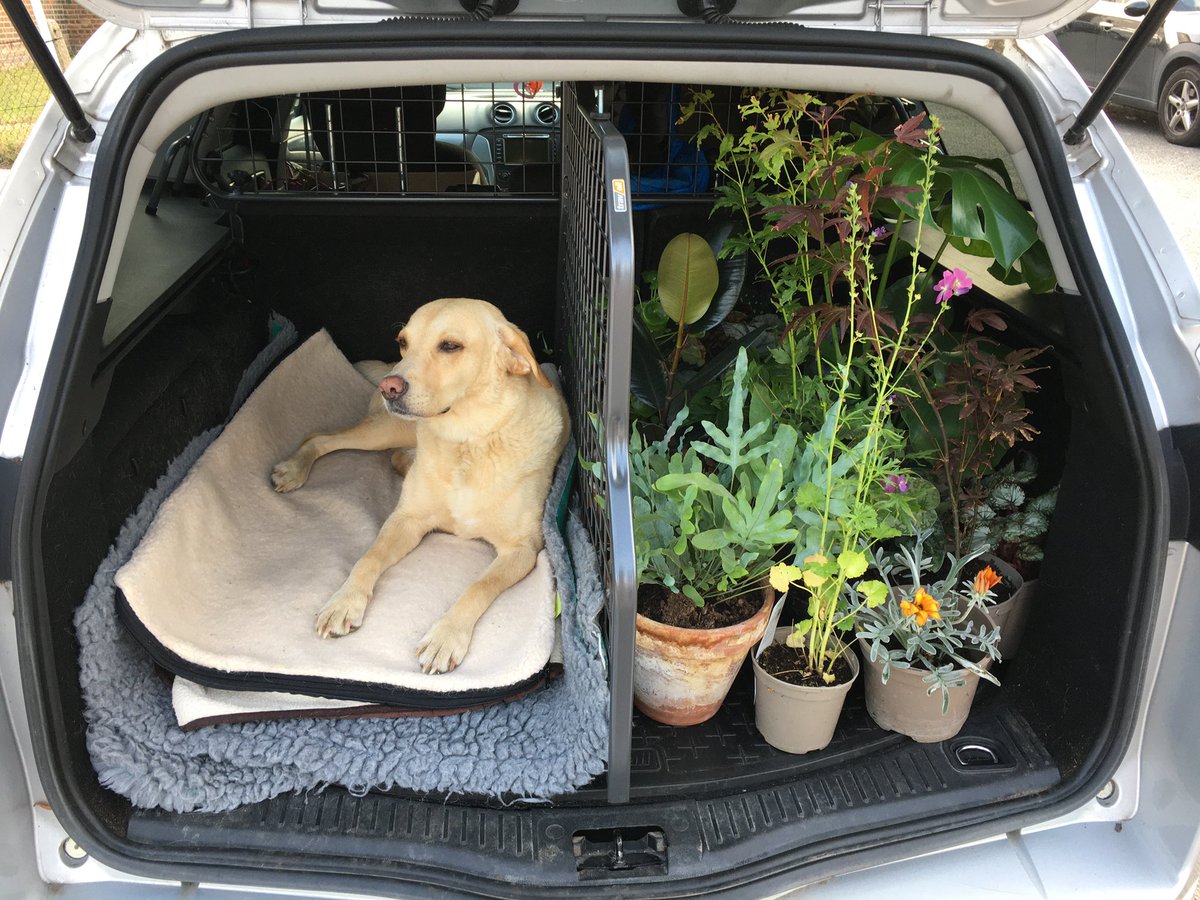 #8 After 12 years in London I packed the car & moved back to . It was incredibly difficult choosing which of my plant babies to take with me. What plants would you take with you & why?  @plant_based_pod  @houseplanthour  @GardenGreengate  @mr_plantgeek  @EllenMaryGarden  @GWandShows