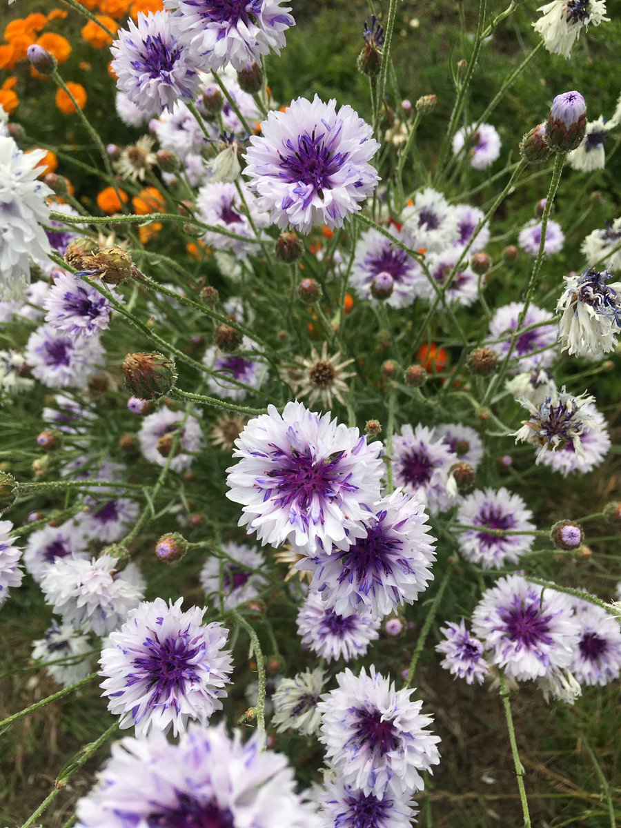 #11 Possibilities for nature in 2021. This small patch of sunflowers, cosmos & wildflowers in Cricklewood cost nothing, yet it attracted so much attention from humans & pollinators. It inspired us all. My brain is whirring about projects in 2021. Join me for some fun  