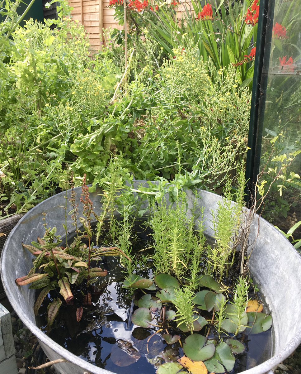 #4 I got to spend more time in my own garden. While teaching at home I had asparagus for lunch , plenty of dinners in the garden & I enjoyed the cut flower experience. Was your garden a highlight of 2020?  @GWandShows  @TEGmagazine  @SmallestGarden  @GWmag  @mountcongreve  #gardening