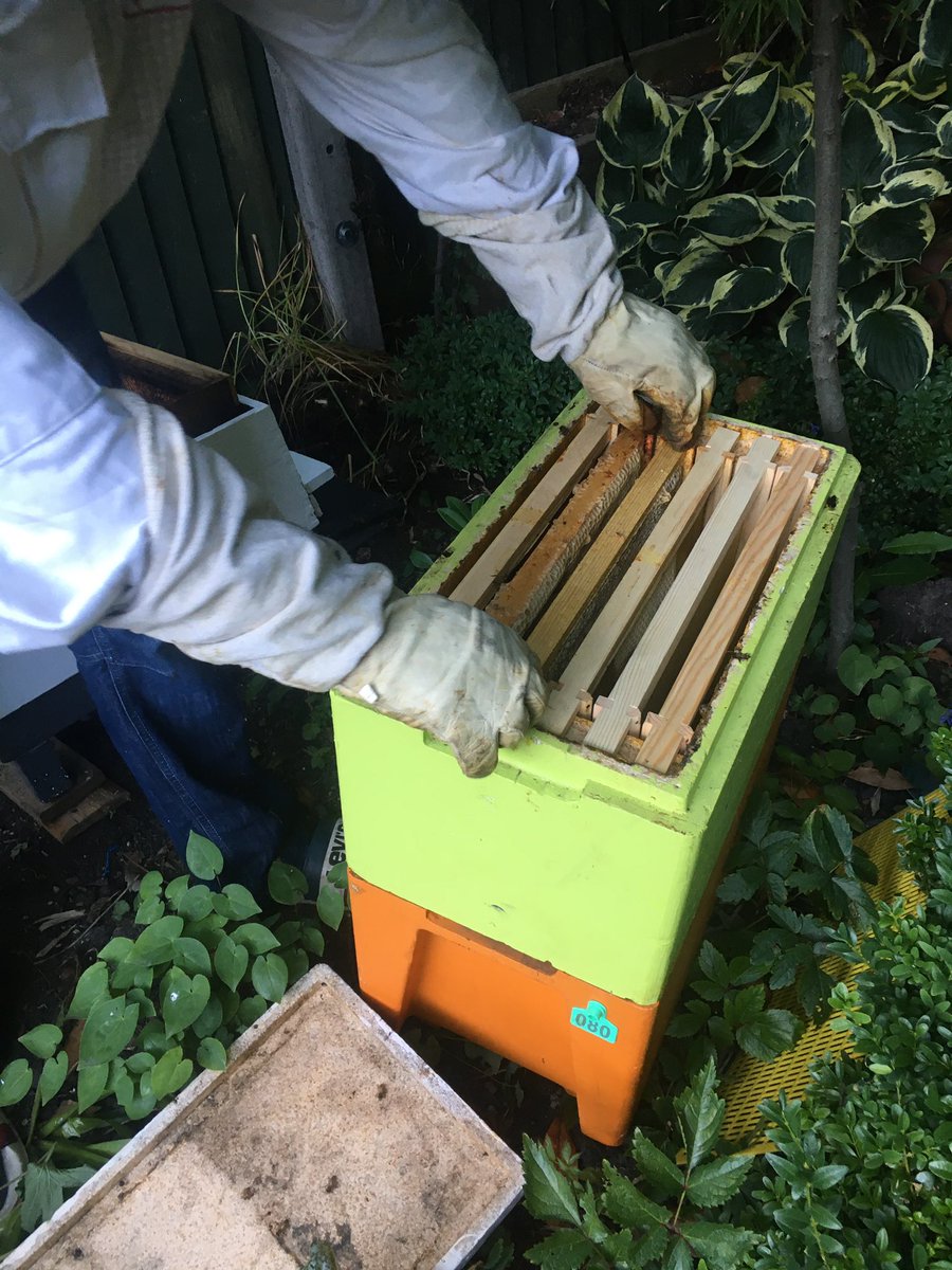 #5 I learned a lot about  s. Ali from  @RefugeesBees installed 3 beehives in my school  @HammersmithAcad & gave us an education on ethical honey. What a gift! My wonderful neighbour also installed a beehive in our garden. Are you tempted to get bees for your school in 2021?