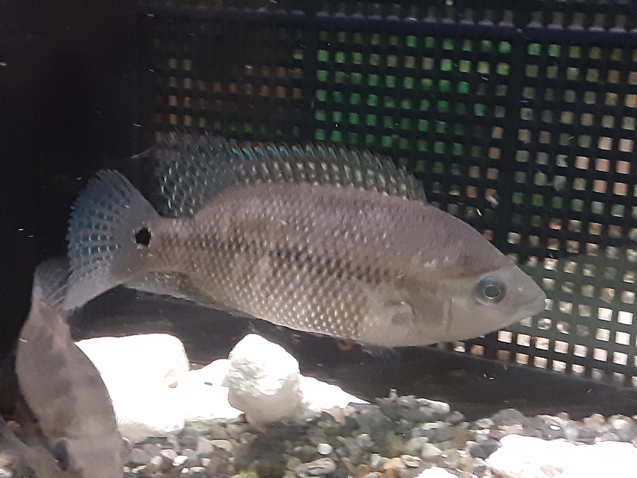 アクアグァポス 高橋 本日の新入荷 グリーンサウスアメリカンシクリッド 国内cb 少し大きめ 9 10cmくらい 安心サイズです 宜しくお願い致します T Co Oiiejrk2i3 Twitter アクアグァポス 高橋 本日の新入荷 グリーンサウスアメリカンシクリッド 国内cb 少し大きめ 9 10cmくらい 安心サイズです 宜しくお願い致します T Co Oiiejrk2i3 Twitter