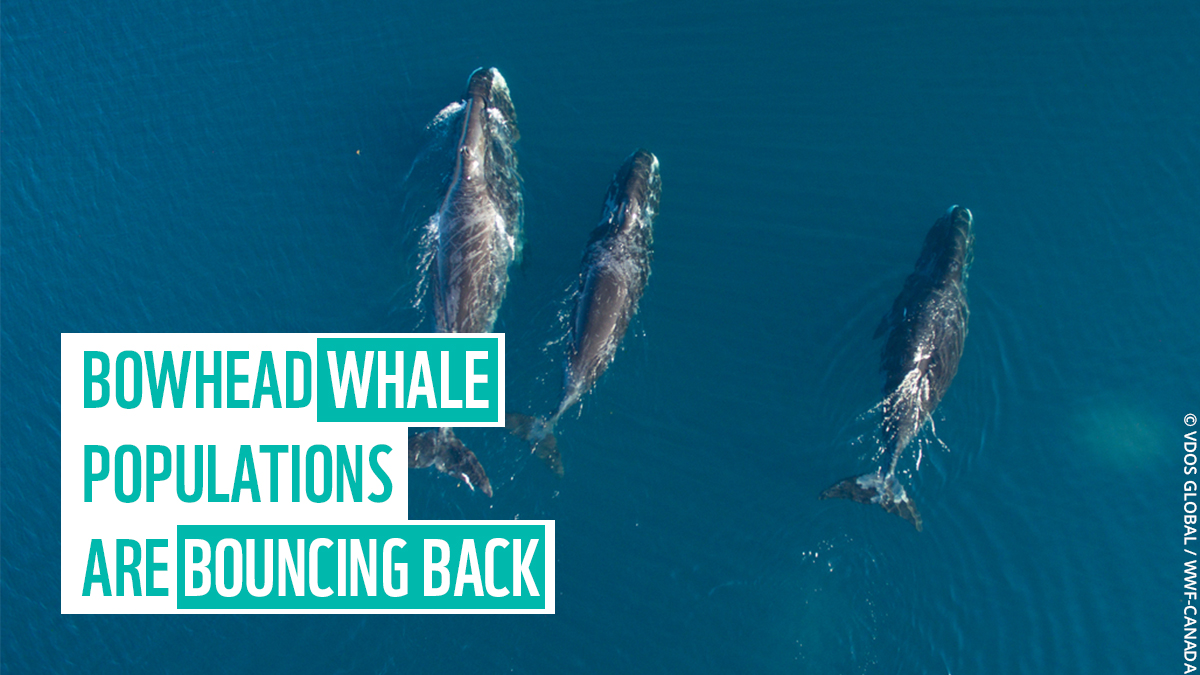 Bowhead whales were once on the brink of disappearing forever. Today, their populations have rebounded and there’s now at least 16,800 individuals! 🐳

When given a chance, nature can bounce back. #FightForYourWorld