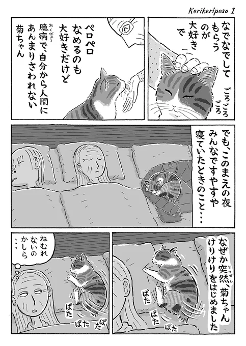 2ページ猫漫画「けりけりぽそっ」 #猫の菊ちゃん 