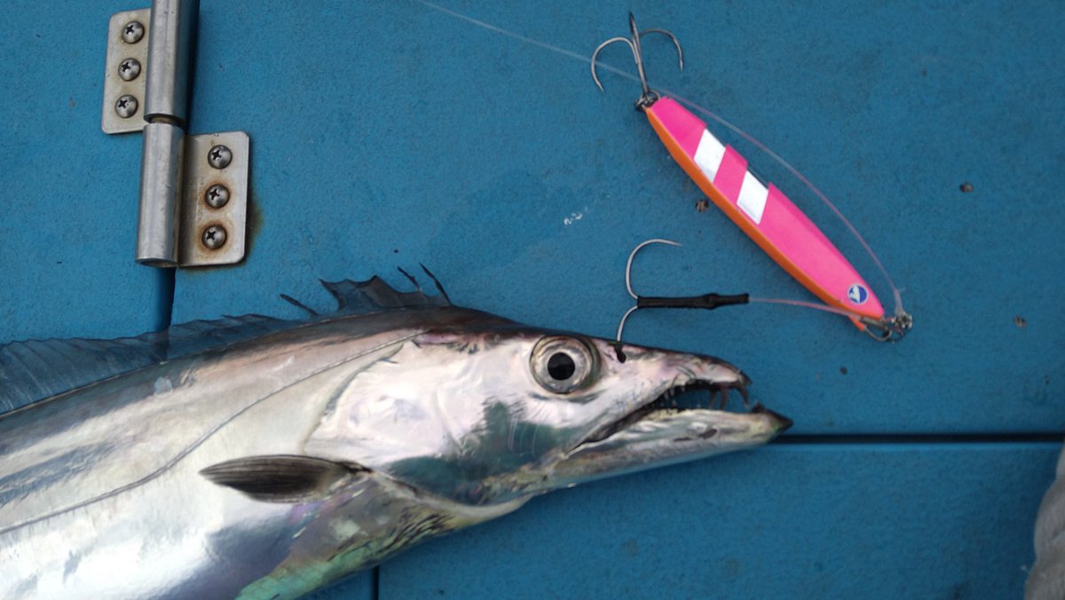 tatsu_blue_st's tweet image. 東京湾の冬タチたのしぃーー

竿に針にと色々とテストしながら今年の冬も楽しんでいます。

#BlueBlue 
#BlueBlueFishing
#Fallten
#BlackKnuckle
#タチウオジギング