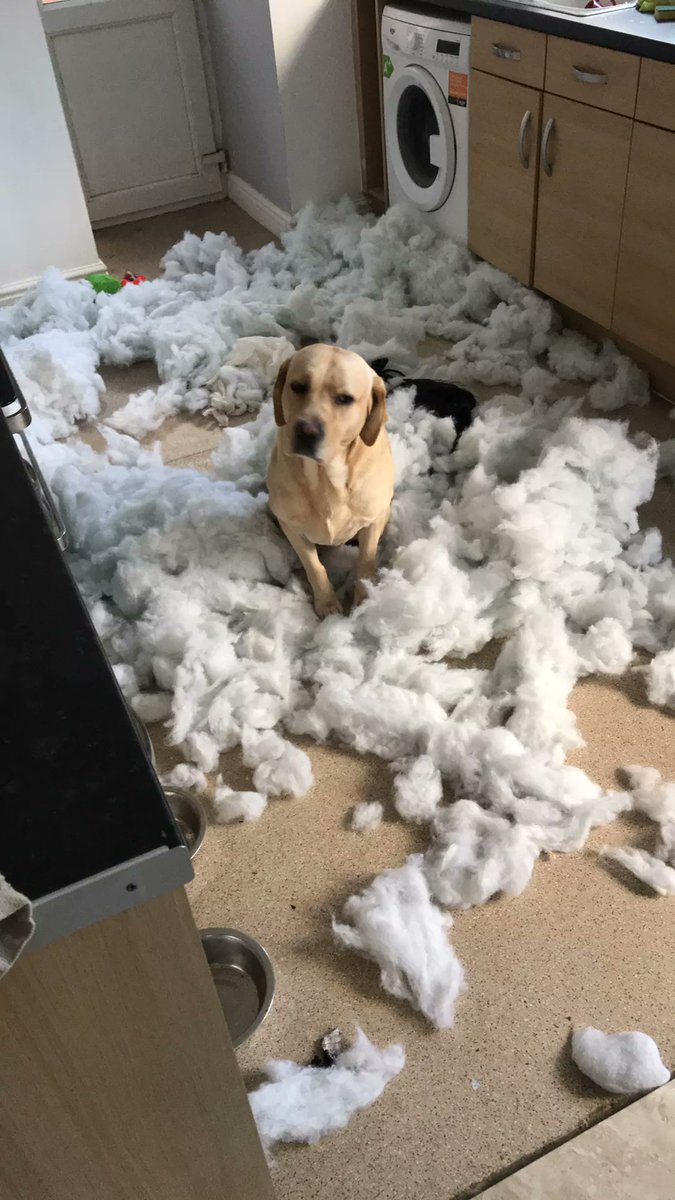 beverleybevbev's tweet photo. Oh Archie
#dogs
#DogsofTwittter
#DogOfTorfaen
#OhNo
#ImInnocent
#IDidntDoIt
#GuiltyDogs
#LookWhatIDid
#SofaExploded https://t.co/oKf59JH253