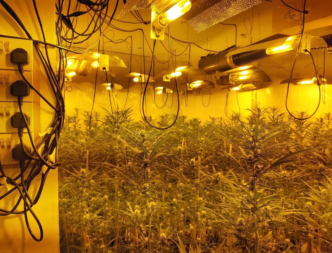 EssexPoliceUK's tweet image. Officers from @EPTendring remain on the scene of a large cannabis cultivation in #WaltonontheNaze.

We've seized 2,274 plants with an estimated value of up to £1 million.

Our enquiries are ongoing.